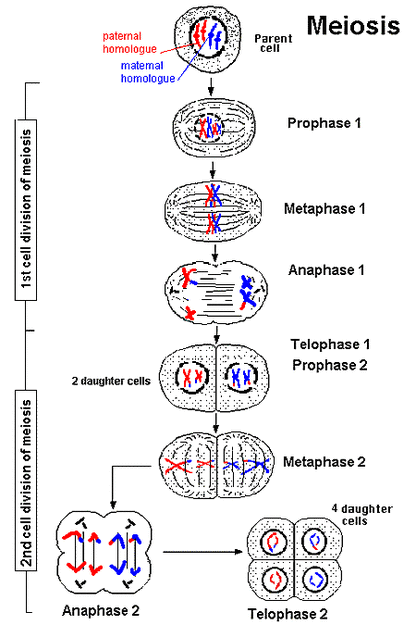 Meiosis Cellular Reproduction